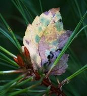 rainbow dry leaf