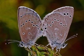 two pink butterflies on a green plant