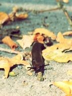 brown snail crawl in yellow leaves