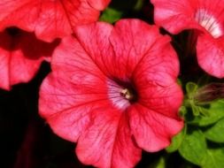 Red petunia flowers in the garden