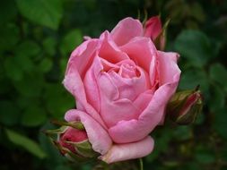 Picture of pink rosa flower
