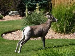 mountain sheep in the garden