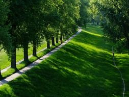 peaceful row of green trees landscape