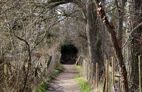 walking through the forest avenue in Keswil