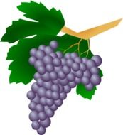 Drawing of a bunch of black grapes