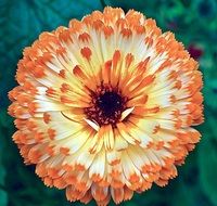 Orange and white calendula flower