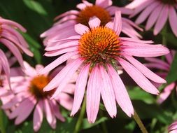 pink coneflowers