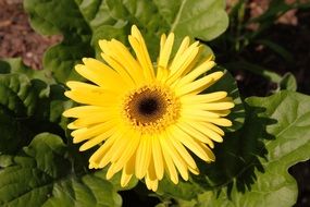 blooming yellow flower