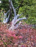 dry tree among shrubs