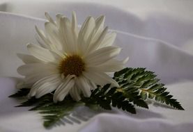 Daisy on white fabric
