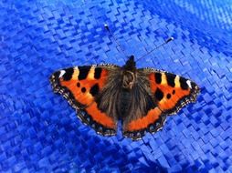 tiger butterfly on blue background