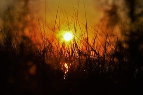 sunset grass summer