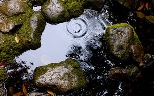 raindrops fall into a puddle