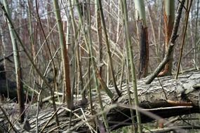 fallen tree in forest