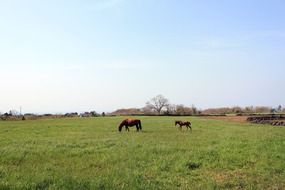 Ponies on a meadow