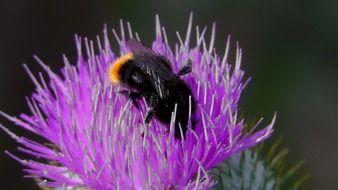 closeup photo of hummel on pink thistle
