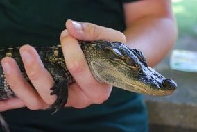 little crocodile in hands close-up