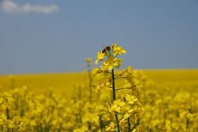 yellow summer colza field