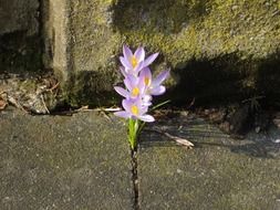 purple crocus between stone slabs