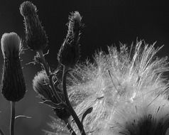 fluffy flowers black and white photo