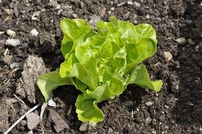 lettuce seedling