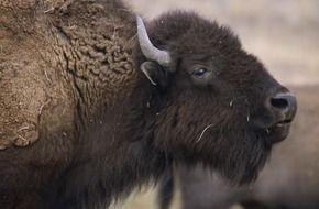 american bison head close up