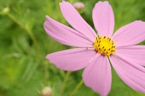 Tabitha on nature background