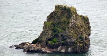 cute sea lions on a rock in the sea