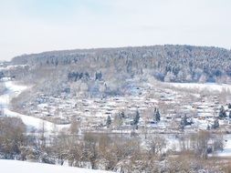 top view of winter forest