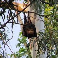 black bat is hanging on a branch