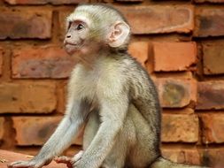 very beautiful vervet monkey south