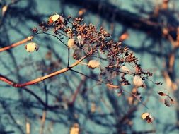 dried leaves on a branch of a bush