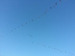 flock of geese in the blue clear sky