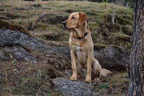 dog labrador sitting nature view