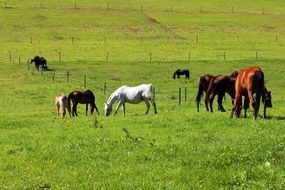 landscape of white and brown horses eat grass in the pasture