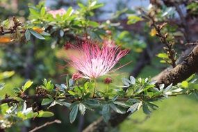 Beautiful albizia julibrissin, persian silk tree blossom red, pink and white flower
