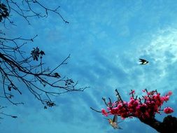 bird over blooming peach