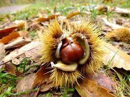 chestnut on leaves in October