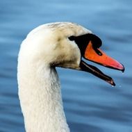 swan&#039;s head with red beak