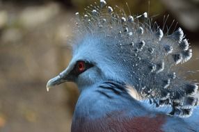 blue exotic bird wuth beautiful feather