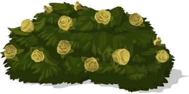 bush roses drawing