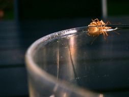 macro photo of a bug sitting on the glass edge