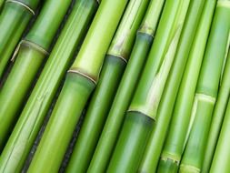 bamboo green