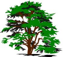 Tree with the green foliage clipart