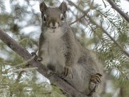 squirrel on the Christmas tree