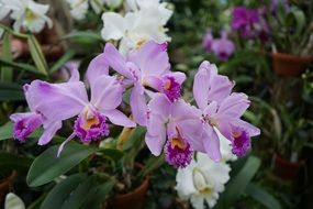 pink white orchid flowers