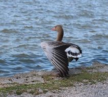 goose with open wing in front of water