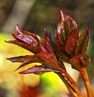 brown shiny foliage of a plant close up