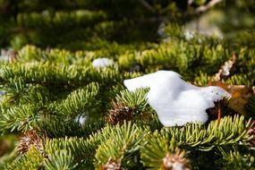 snow on a pine branch