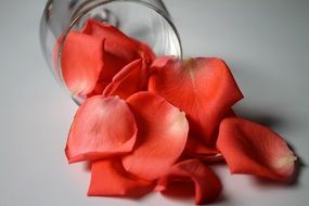 rose petals in a glass